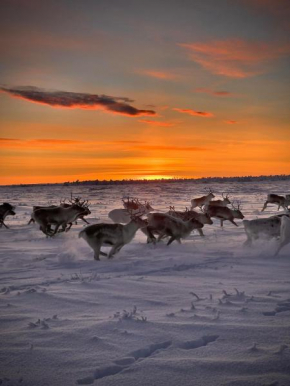 Authentic Sami Reindeer Herding Adventure in Arctic Norway